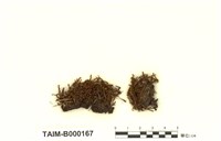 藏品(卷葉鳳尾苔)的圖片